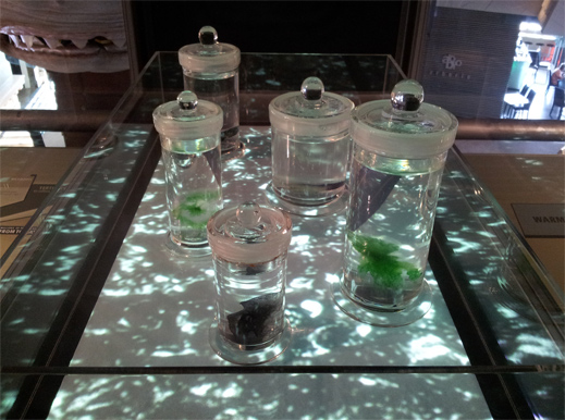 Iwasaki, Hideo cultures cyanobacteria which then photosynthesise according to the light of the moving image work projected from below (from the 3rd nature exhibition)