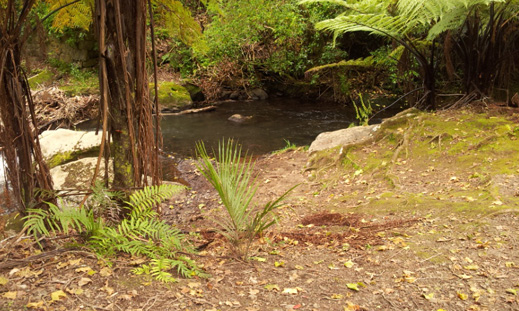 The area of the stream bank around the second rock