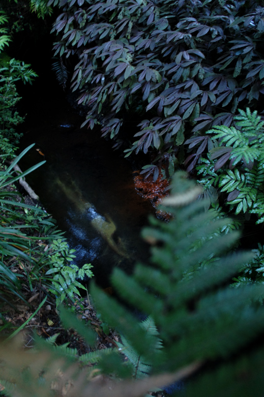 Use of a flash to take the above photo obscures the fact the image was taken at night in Pukekura Park. While simple the work was entirely engaging in it's location.