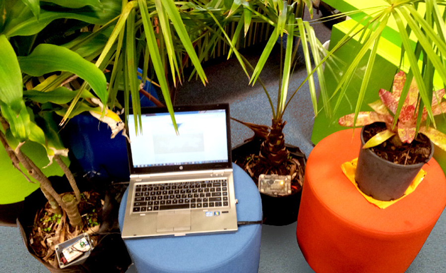 This is the test set up in Noosa Australia, where we connected the plant on the left and a tree in New Zealand to our project website and their live voltage data to control audio files.