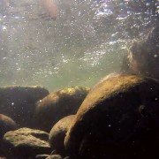 A still from footage taken under the water surface in the Waiwhakaiho River.