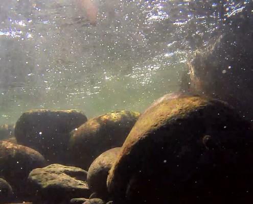 A still from footage taken under the water surface in the Waiwhakaiho River.