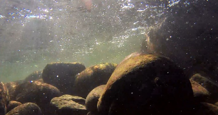 A still from footage taken under the water surface in the Waiwhakaiho River.
