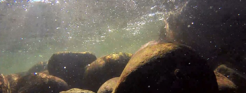 A still from footage taken under the water surface in the Waiwhakaiho River.