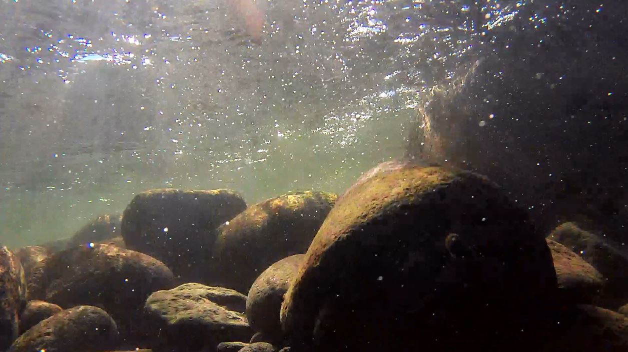 A still from footage taken under the water surface in the Waiwhakaiho River.