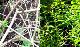lemon vernbena