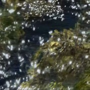 A still image of shimmering surface of moving river water.